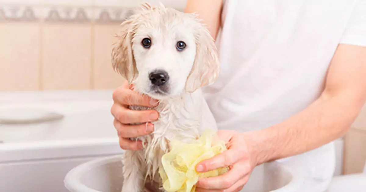 Hoe vaak moet ik mijn hond in bad doen? De gevaren van het veelvuldig baden van honden