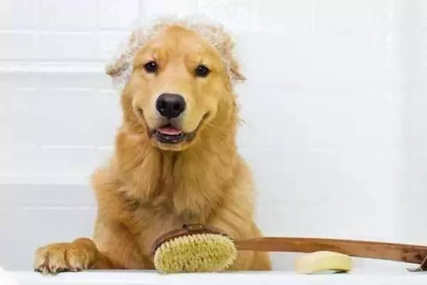 Hoe geef je een hond een bad?