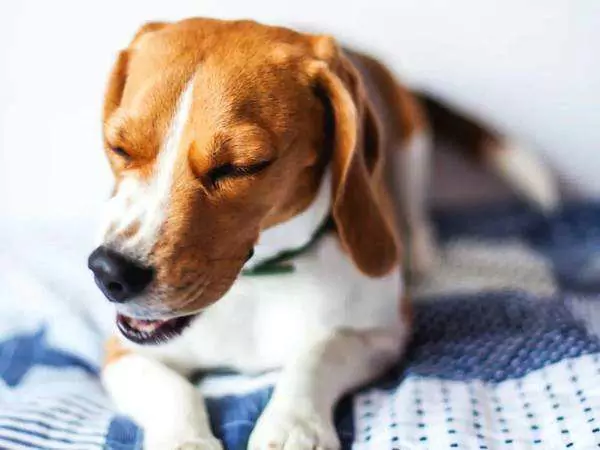 Kunnen honden verkouden worden? Symptomen van verkoudheid en griep bij honden