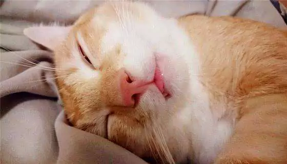 Snurken katten? Is het normaal dat katten snurken in hun slaap