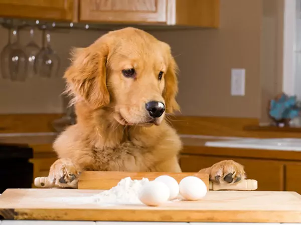 Zijn eieren goed voor honden? Wat zijn de voordelen van eieren voor honden?
