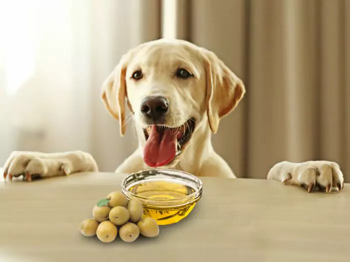 Kunnen honden olijven eten? Wat zijn de voordelen van olijven die aan honden worden gegeven?