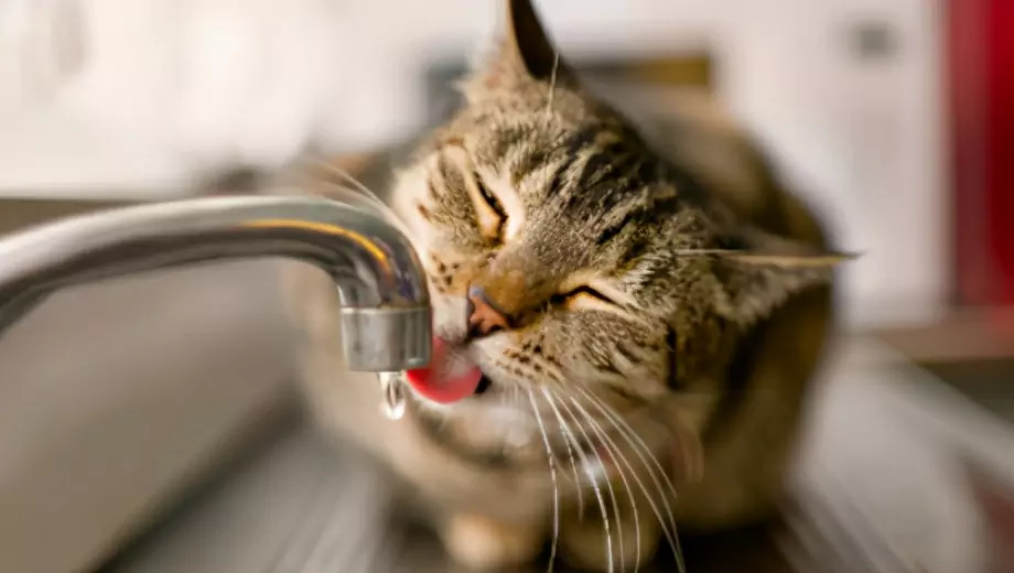Waarom houden katten niet van water? Redenen waarom katten bang zijn voor water