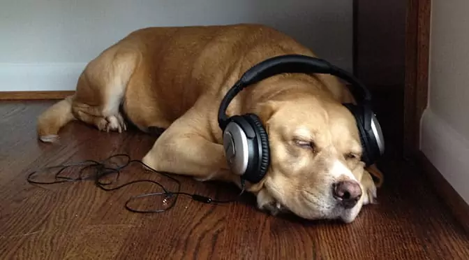 Houden honden van muziek? Van wat voor soort muziek houden honden?