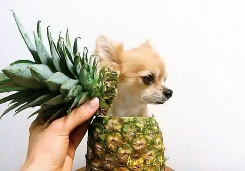 Is ananas slecht voor honden?