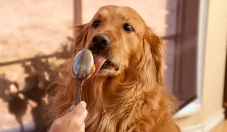 Mogen honden pindakaas eten? Is het gezond voor honden om pindakaas te eten?