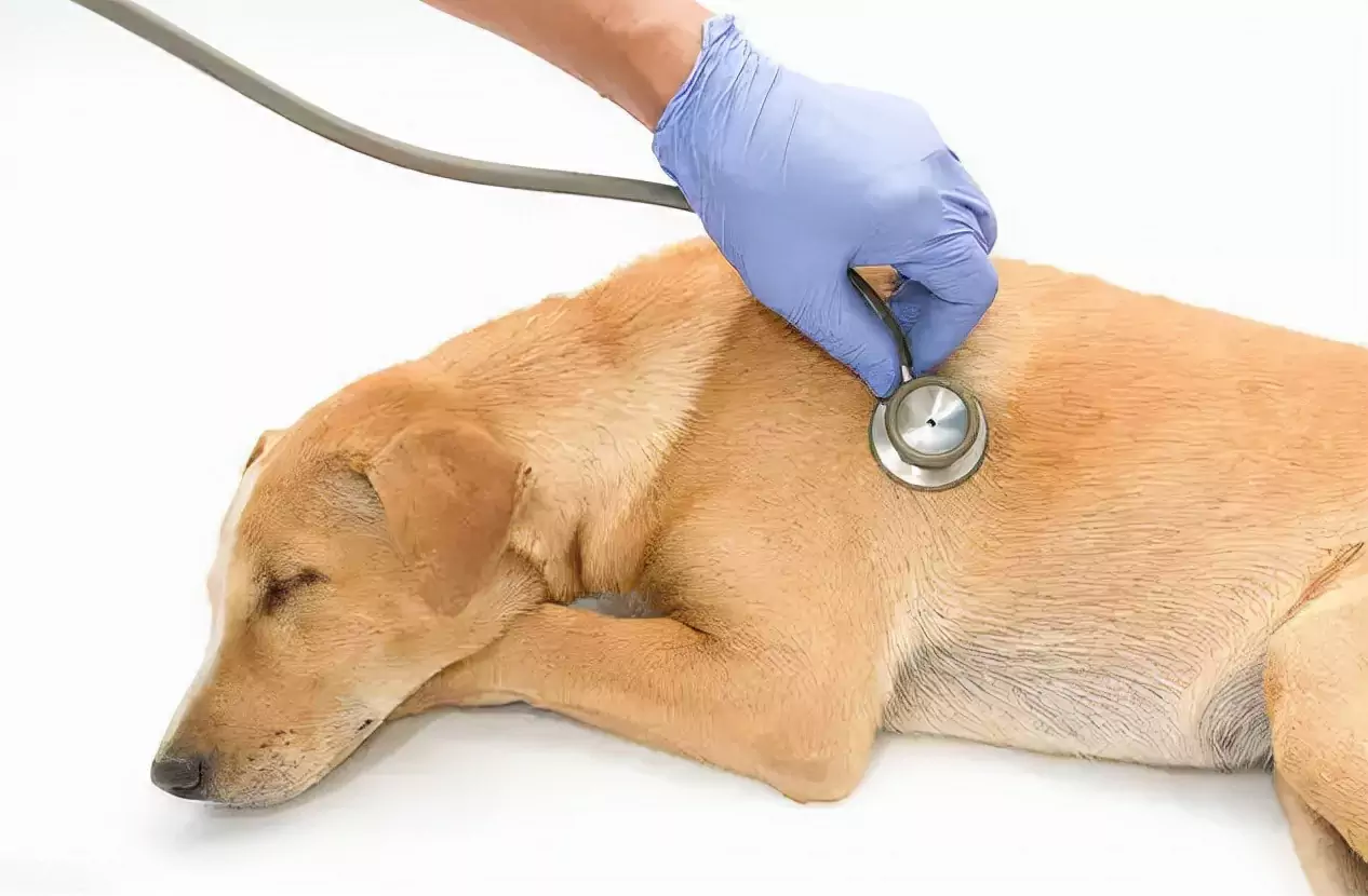 Wat veroorzaakt hartziekten bij honden