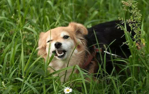 Waarom eet mijn hond gras? Manieren om braken bij honden op te wekken