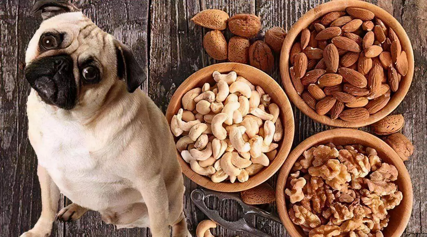 Mogen honden pistachenoten eten? Wat te doen als uw hond pistachenoten eet