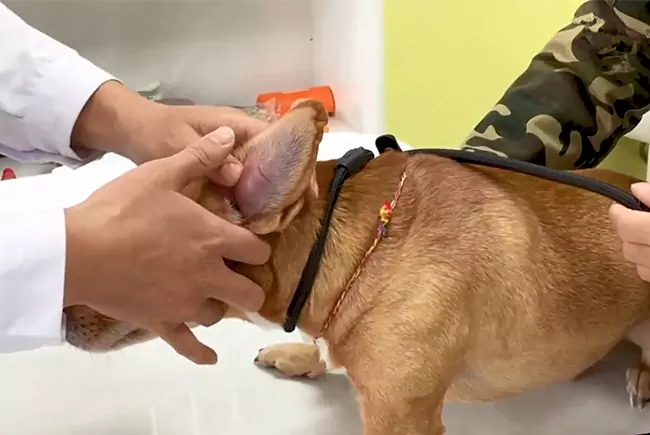 Hoe kan men oorhematomen bij honden thuis behandelen?