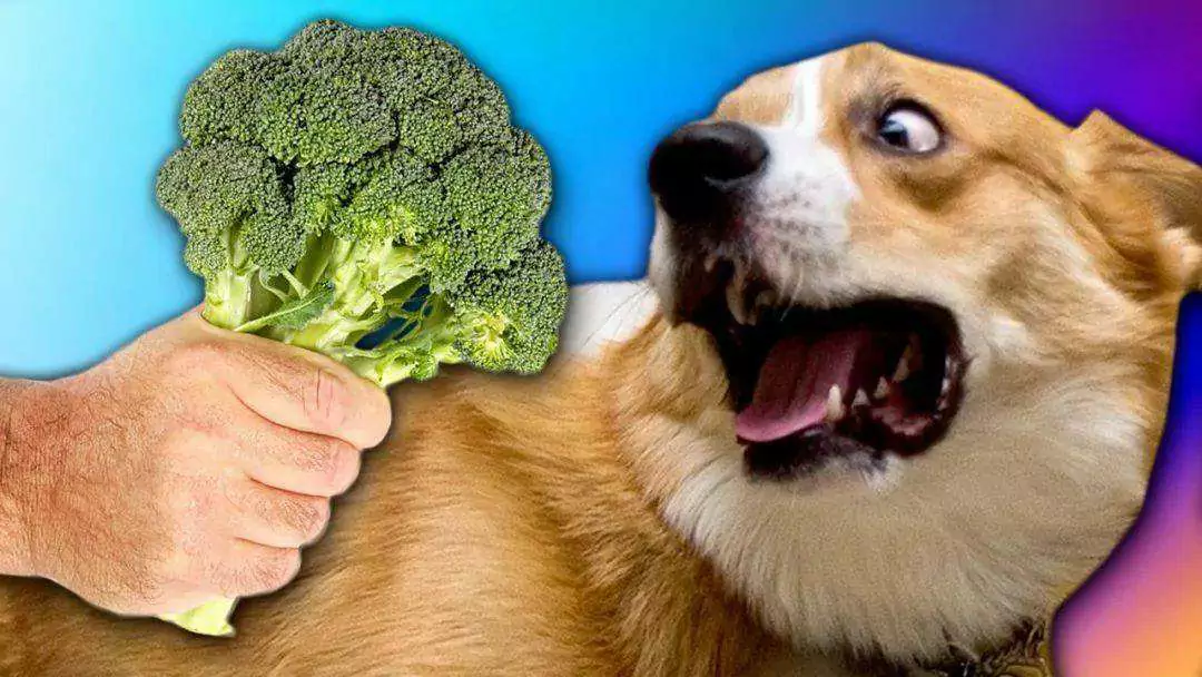 Kunnen honden broccoli eten? Voordelen van broccoli voor honden