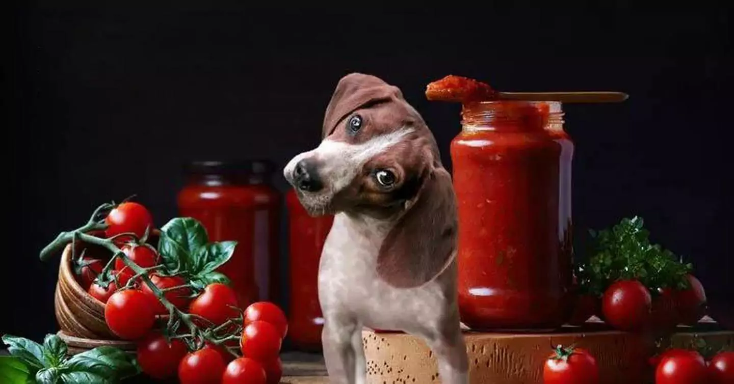 Kunnen honden tomaten eten? Wat zijn de voordelen van tomaten voor honden