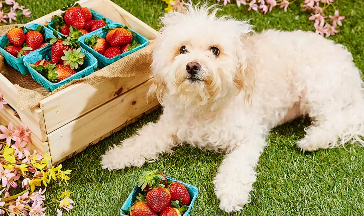 Welke vruchten mogen honden eten?