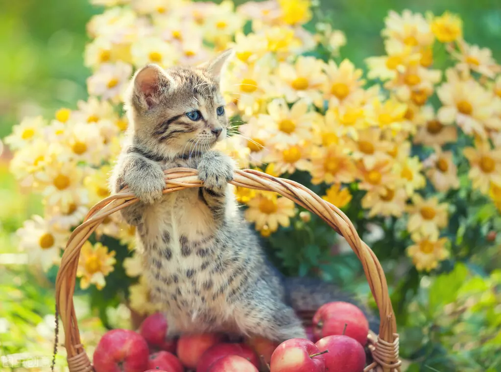 Kunnen katten appels eten? De voordelen van het eten van appels door katten
