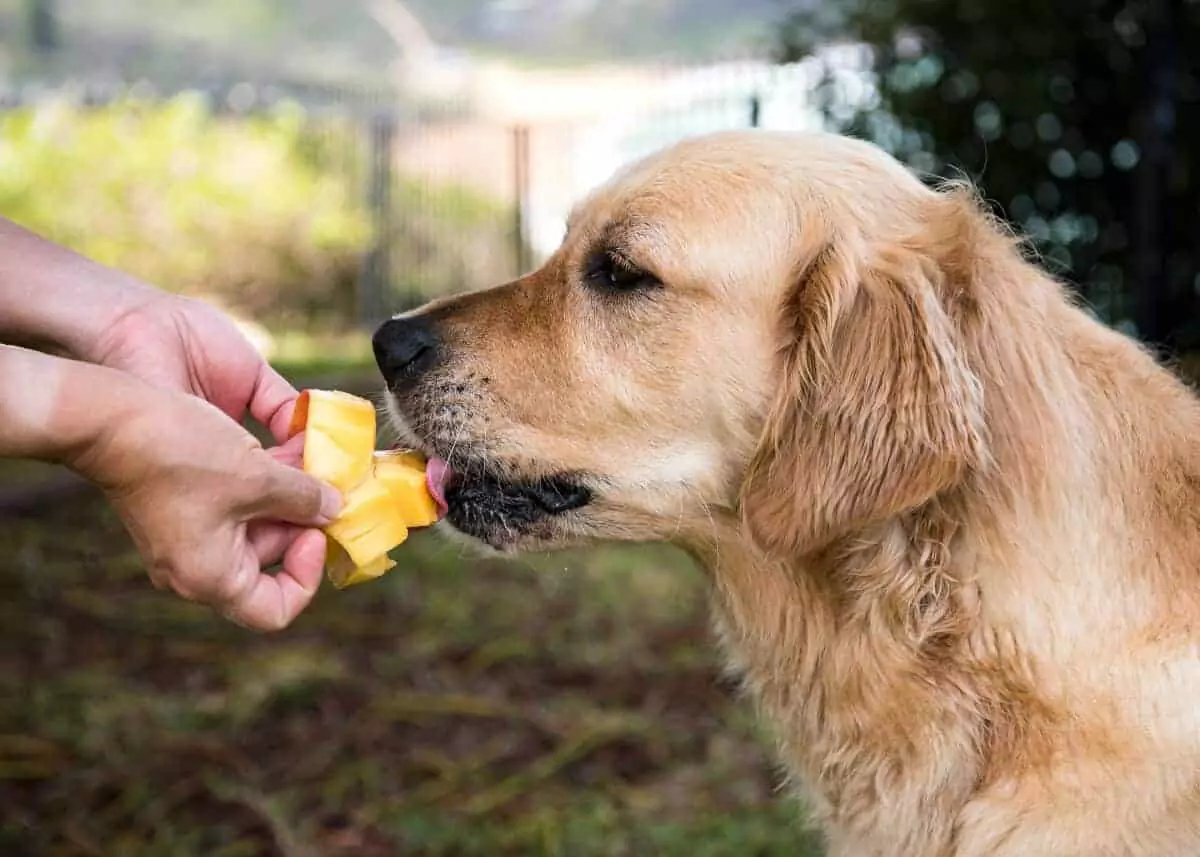 Zijn mango's goed voor honden? Wat zijn de voordelen van het geven van mango's aan honden?