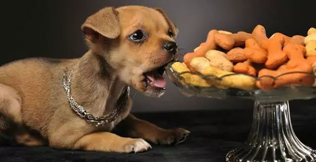 Mogen honden noten eten? Zijn noten en zaden slecht voor honden?