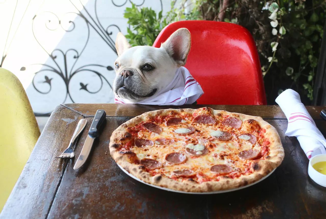 Kunnen honden pizza eten? Zijn onze pizza-ingrediënten schadelijk voor honden?