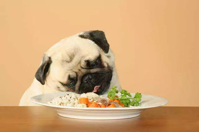 Mogen honden rijst eten? Is het goed voor honden om regelmatig rijst te eten?