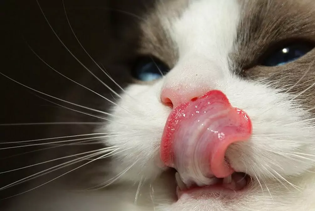Waarom is de tong van de kat ruw?