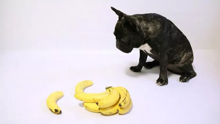 Zijn bananen goed voor honden? Waarom kunnen honden bananen eten?