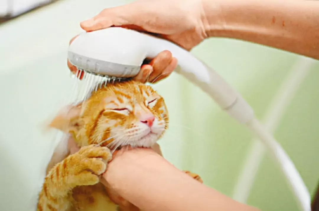 Hoe maak ik de oren van mijn kat schoon? Wat te doen als een nieuweling kat oorsmeer heeft?