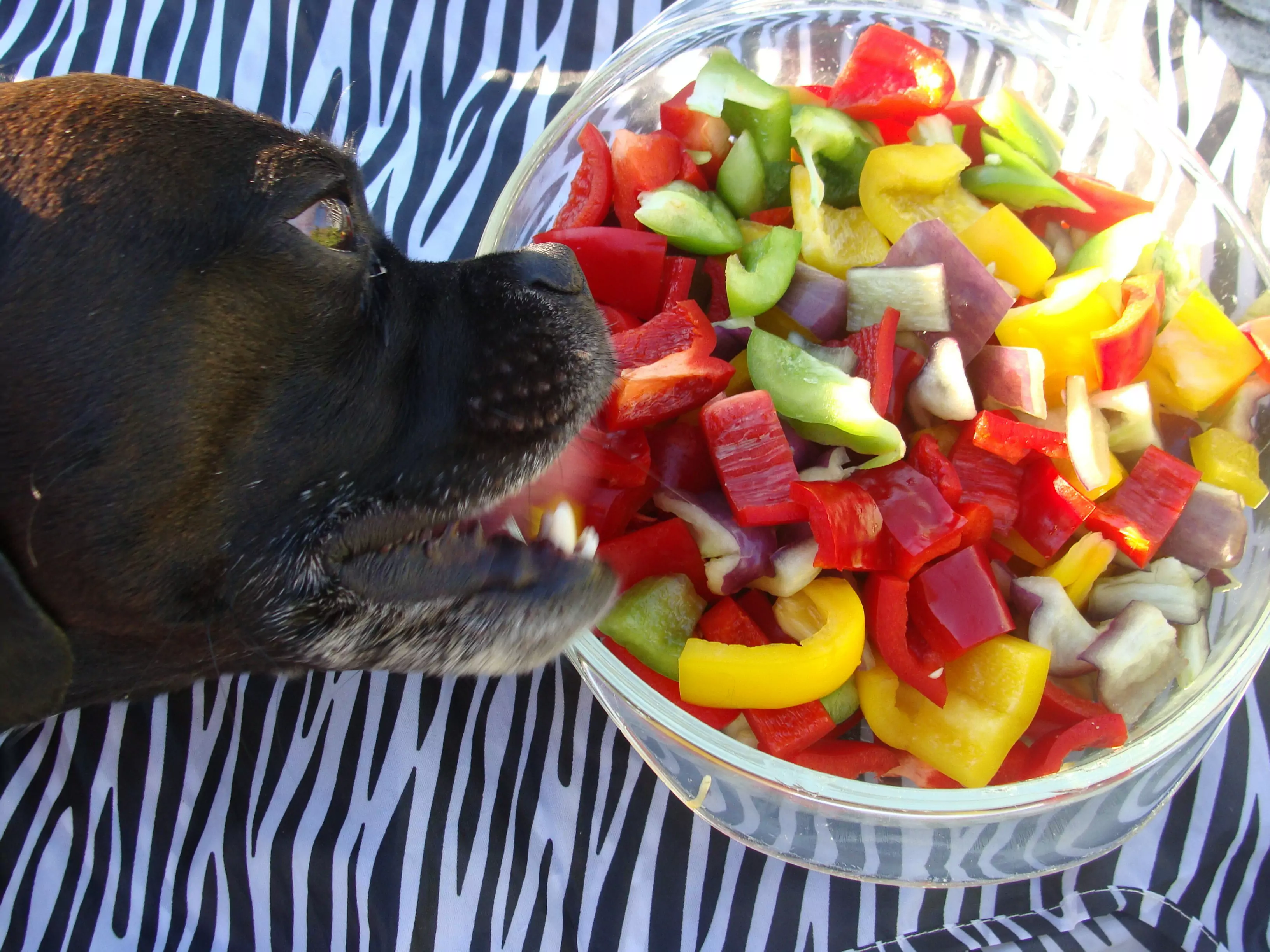 Kunnen honden chili pepers eten?