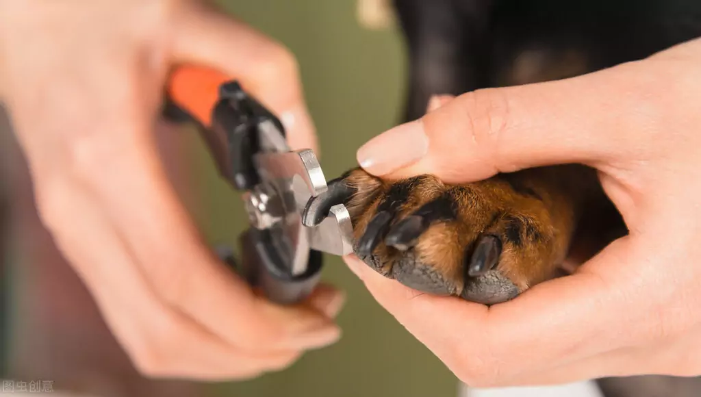 Hoe hondennagels knippen? De gevaren van te lange teennagels bij honden?