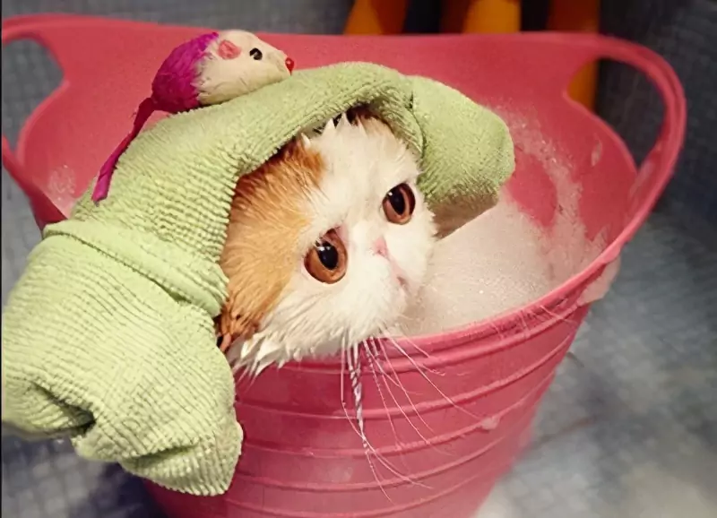 Hoe een kat te baden? De voor- en nadelen van het baden van katten