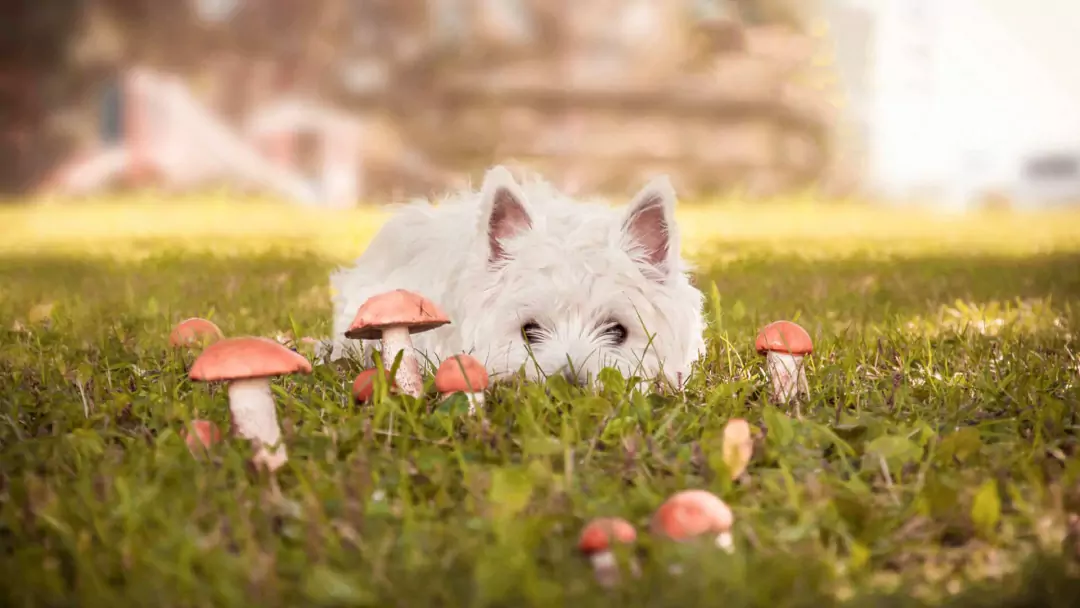 Kunnen honden paddenstoelen eten? Voedingswaarde van champignons