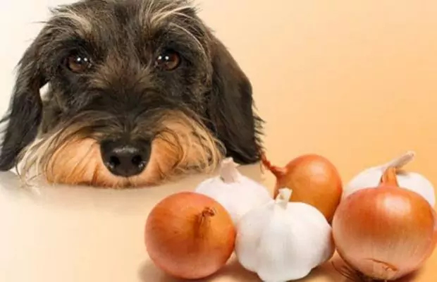 Kunnen honden knoflook eten？Hoe knoflook te bereiden voor uw hond？