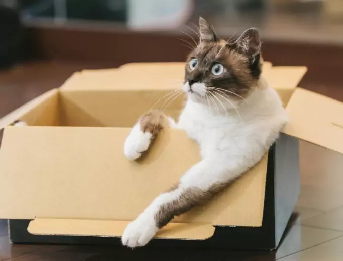 Waarom knoeien katten met dingen? Katten weghouden van voorwerpen