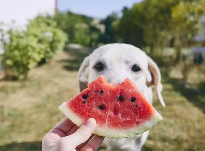 Is watermeloen goed voor honden? Wat zijn de voordelen van watermeloen voor honden?