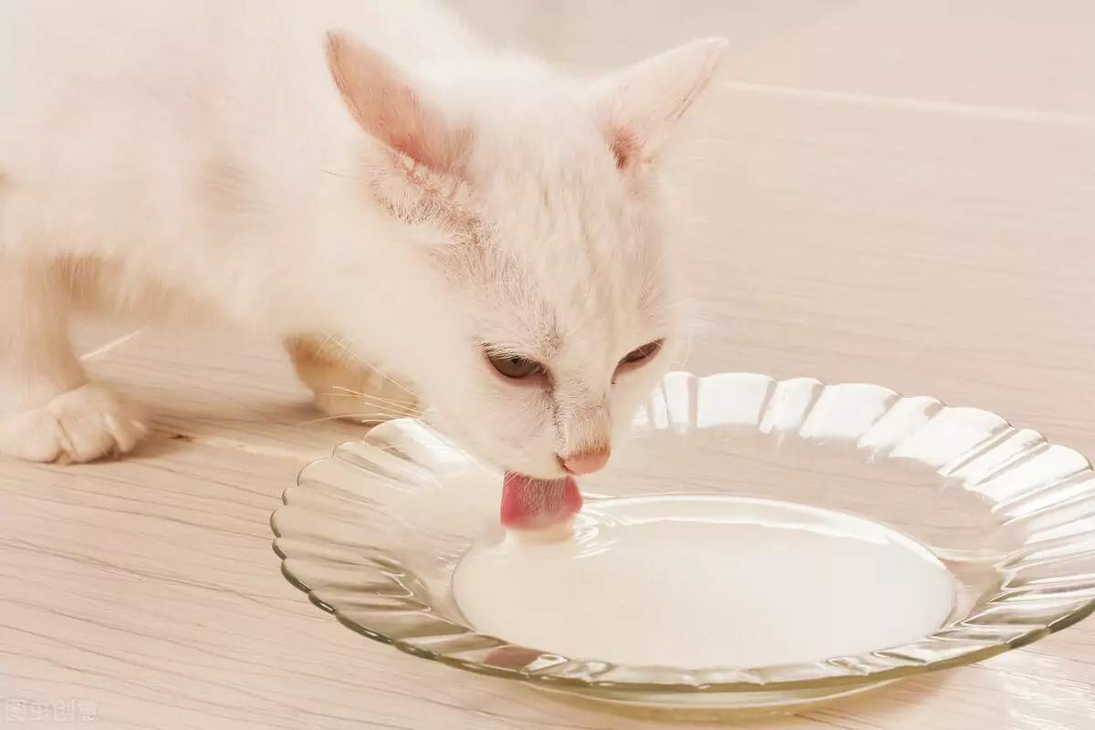 Welk menselijk voedsel kunnen katten eten? Voedsel dat goed is voor katten?