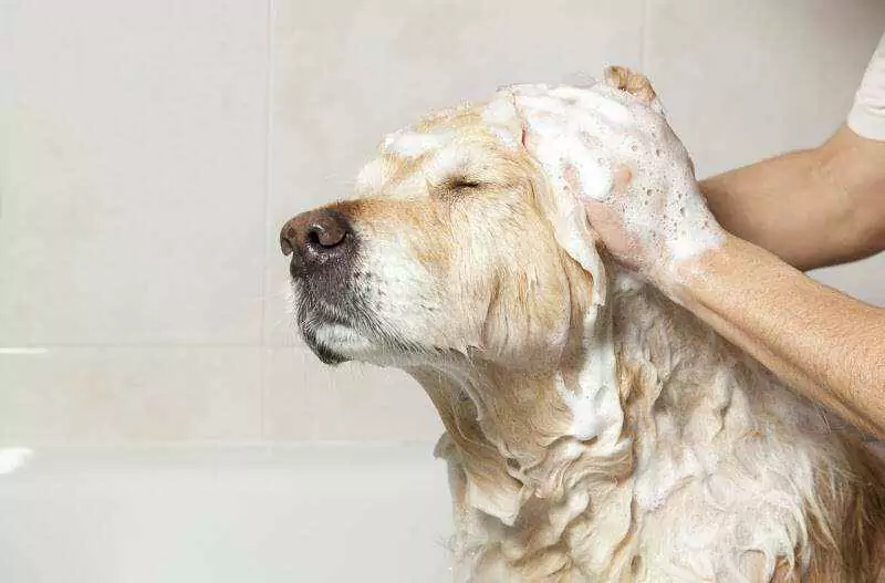 Hoe vaak moet ik mijn hond wassen? Als je een puppy hebt, moet je hem thuis in bad doen