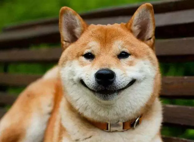 Kunnen honden lachen?
