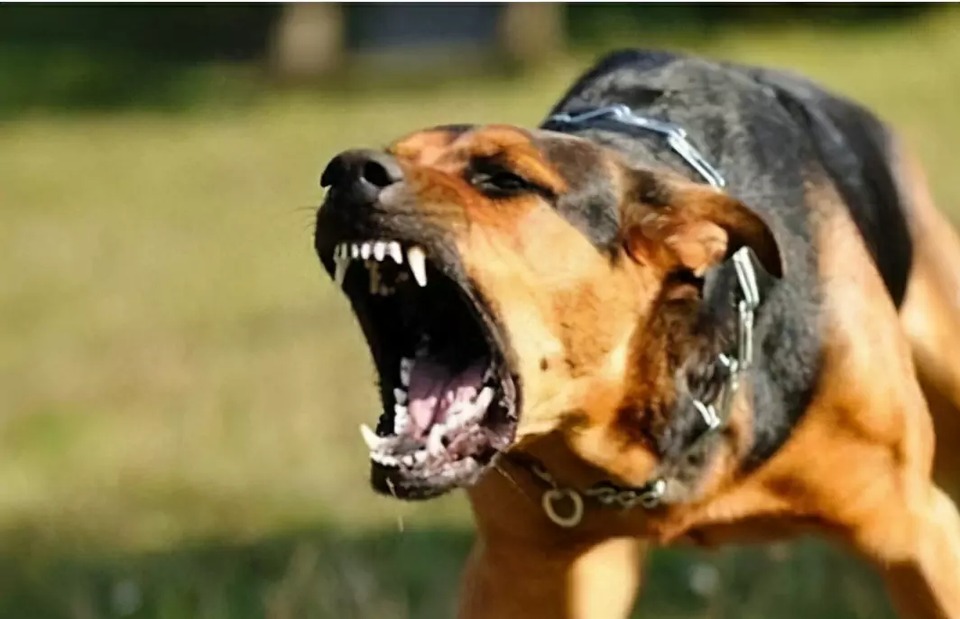 Hoe hondenbeten voorkomen? Hoe train je je hond zodat hij stopt met bijten?