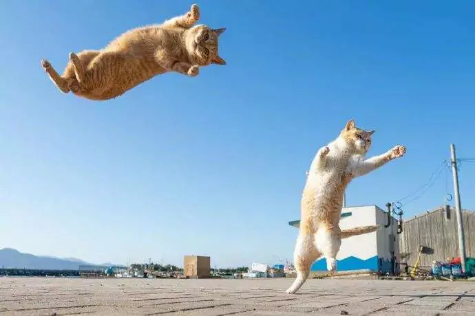 Hoe hoog kunnen katten springen? Hoe ver kunnen katten springen