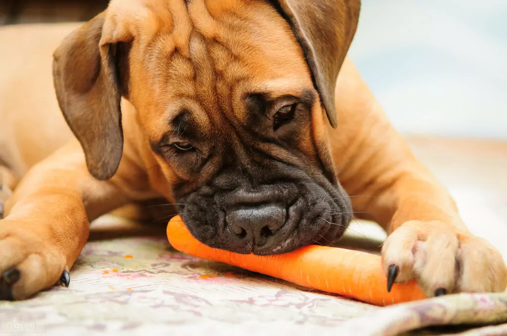 Zijn wortelen goed voor honden? Wat zijn de voedingswaarden van wortelen?