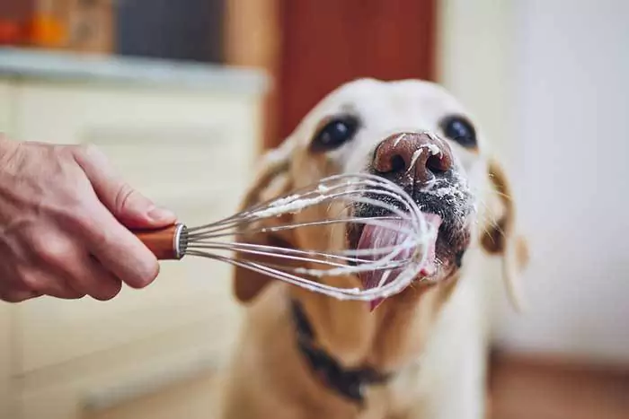 Kunnen honden room eten? Is room slecht voor honden?