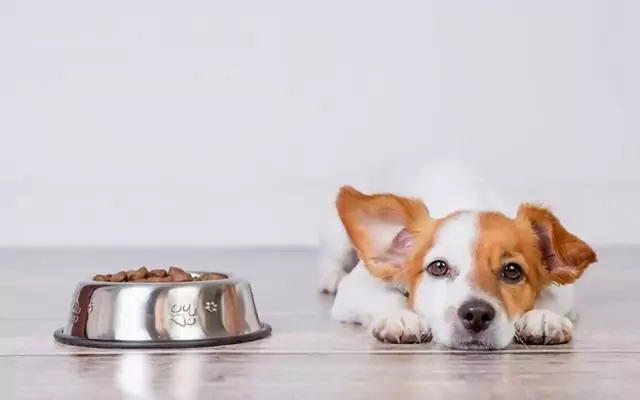 Hoe een hond met diarree te voeden? Oorzaken van diarree bij honden
