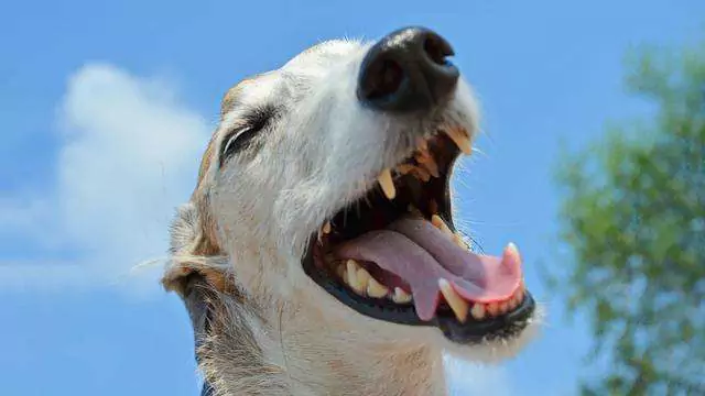 Waarom niezen honden als ze spelen? Redenen voor niesende honden