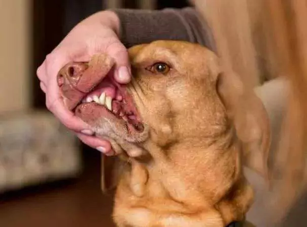 Is de mond van een hond schoner dan die van een mens? De mond van honden moet regelmatig schoongemaakt worden