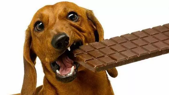 Kunnen honden chocolade eten? Wat zijn de symptomen van chocoladevergiftiging bij honden