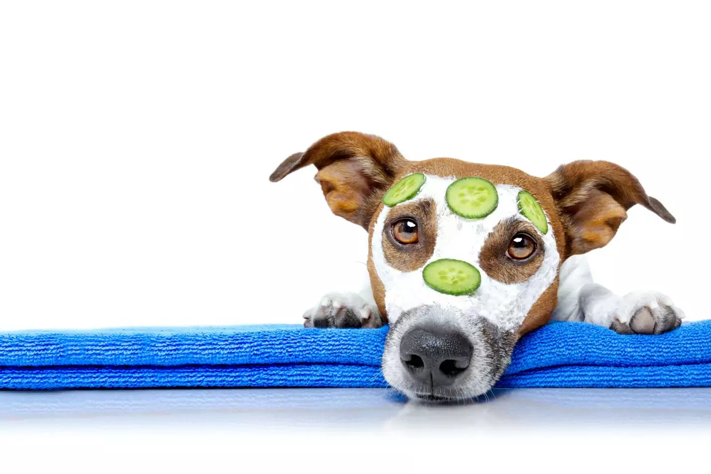 Kunnen honden komkommers eten? Wat zijn de voordelen van het geven van komkommers aan honden?