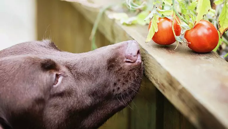 Kunnen honden tomaten eten? Voordelen en nadelen van tomaten voor honden