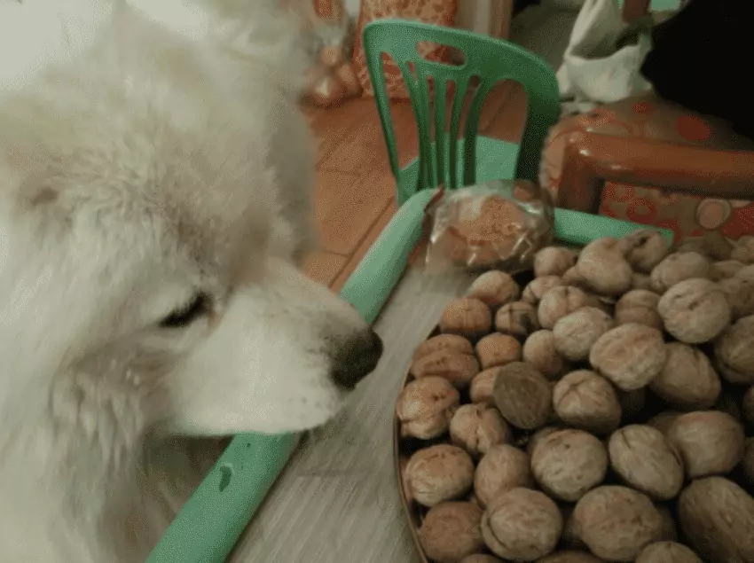 Kunnen honden walnoten eten? Honden kunnen walnoten eten