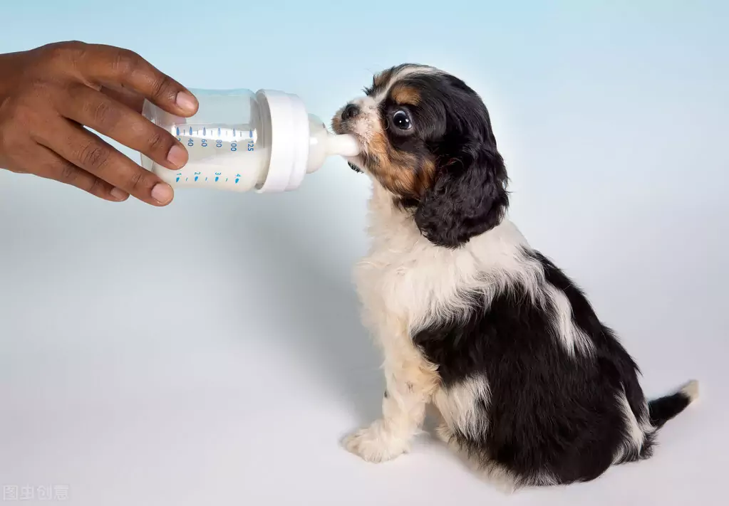 Kunnen honden melk drinken? Welke melk kunnen baasjes gebruiken in plaats van koemelk?
