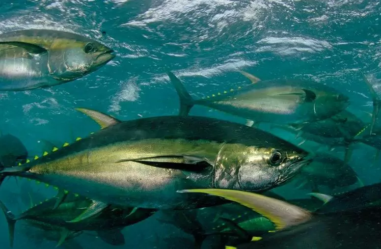 Kunnen honden tonijn eten? Wat zijn de voedingsvoordelen van tonijn voor honden?
