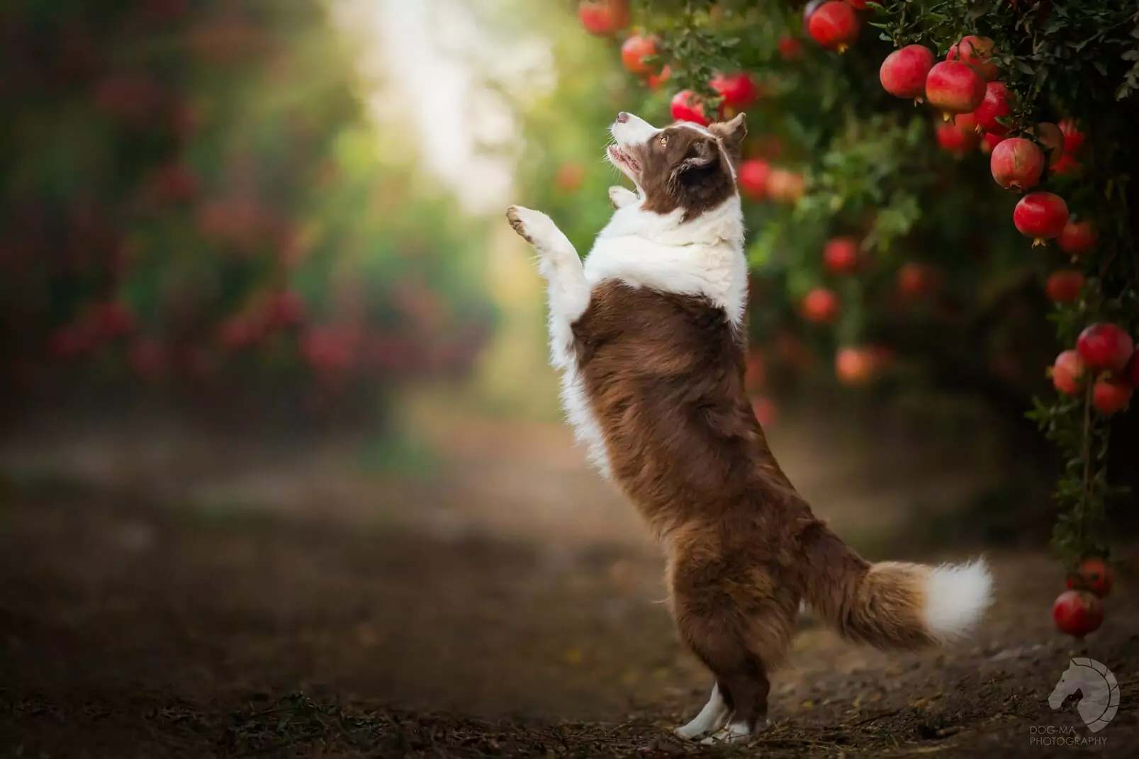 Kunnen honden granaatappels eten?