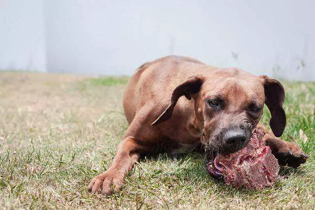 Kunnen honden rauw vlees eten? Worden honden agressief als ze rauw vlees eten